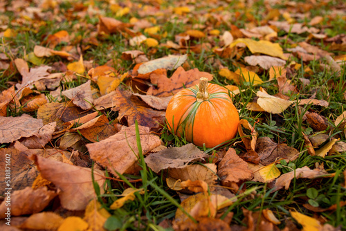 Pumpkin among the fallen autumn leaves.