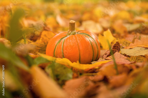 Halloween Pumpkin on grass and autumn leaves.