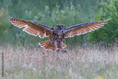  A beautiful, huge European Eagle Owl (Bubo bubo) in flight before attack. Action wildlife scene from nature in the Netherlands. Green background. 