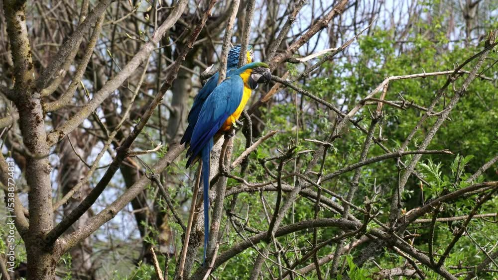 The Blue-and-yellow Macaw, Ara ararauna also known as the blue-and-gold macaw, is a large South American parrot with mostly blue top parts and light orange underparts The Blue-and-yellow Macaw, Ara ararauna also known as the blue-and-gold macaw, is a large South American parrot with mostly blue top parts and light orange underparts