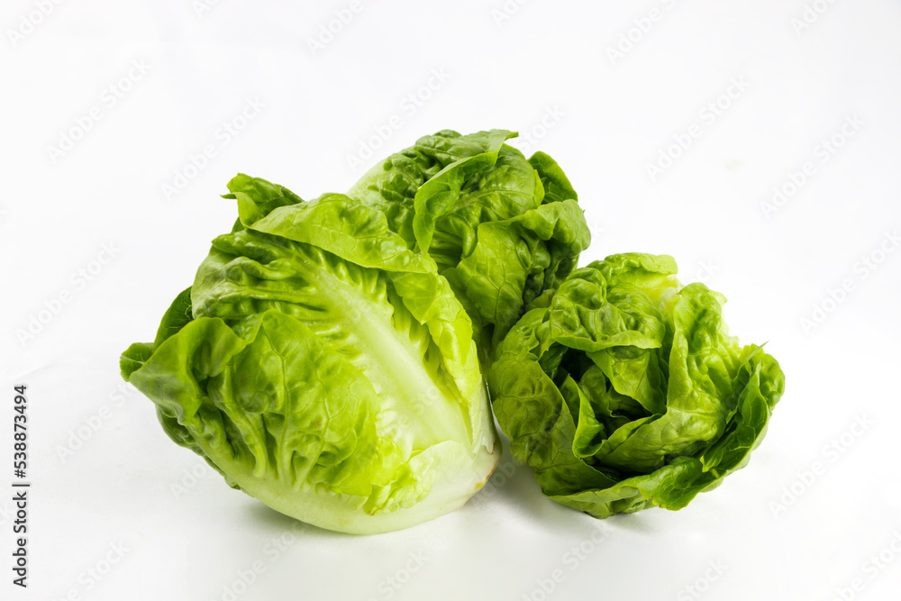 lettuce buds on white background lettuce buds on white background