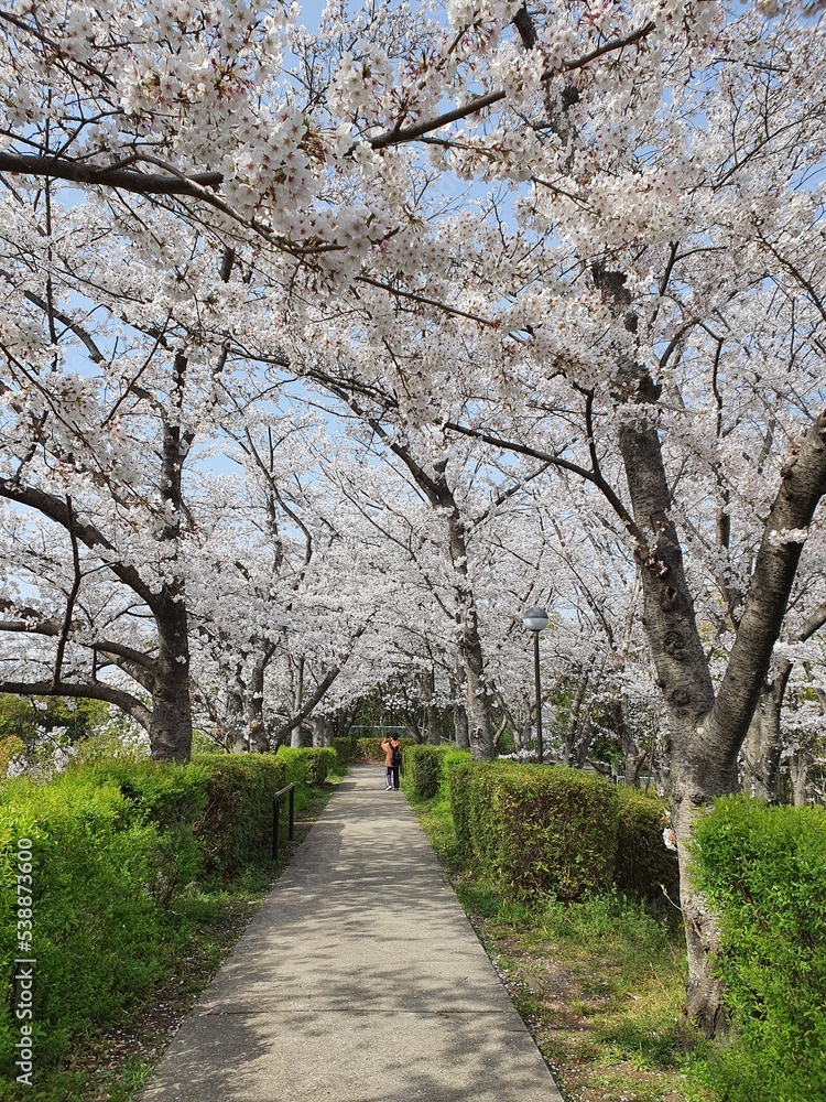 Cherry blossom in Japan