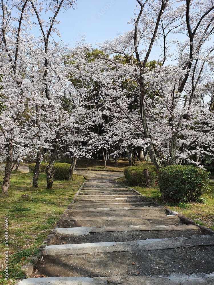 Fototapeta premium Cherry blossom in Japan