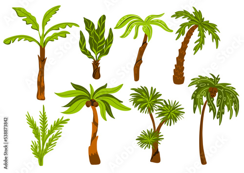 Palm trees. Decorative tropical trees with different shapes leaves  botanical exotic plants  jungle coconuts  miami beach flora  subtropical climate  swanky vector cartoon flat set