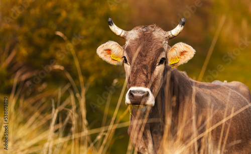 Cow grazing grass on a hill in the heart of the mountains in autumn landscape. Traditional village scene with farm animals. Close up image with a cow.