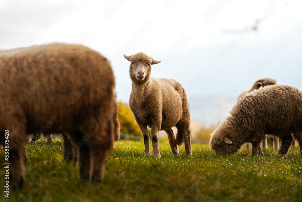 A lot of sheep standing and grazing in a meadow in the heart of the mountains. Scene captured on a traditional sheep farm. Farm animals. A lot of sheep standing and grazing in a meadow in the heart of the mountains. Scene captured on a traditional sheep farm. Farm animals.