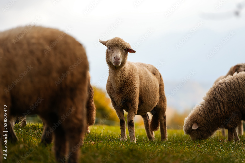Obraz premium A lot of sheep standing and grazing in a meadow in the heart of the mountains. Scene captured on a traditional sheep farm. Farm animals.