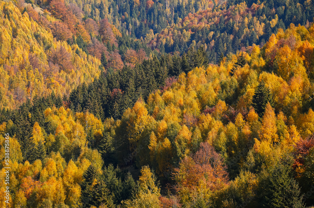 Autumn landscape. Amazing texture view of a forest in fall color. Beautiful sight with seasons changes over the year. Autumn landscape. Amazing texture view of a forest in fall color. Beautiful sight with seasons changes over the year.