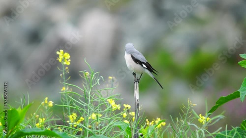 Wildlife - birds. The Lesser Gray Shrike (Lanius minor) bird lives in agricultural lands and low heaths. They feed on insects and fruits such as cherries, figs and mulberries.