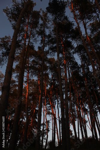 forest in the autumn