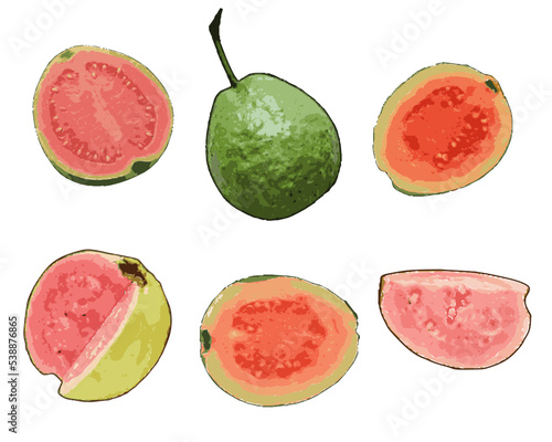 Set of vector illustrations of whole, sliced, peeled guava fruit isolated on white background.