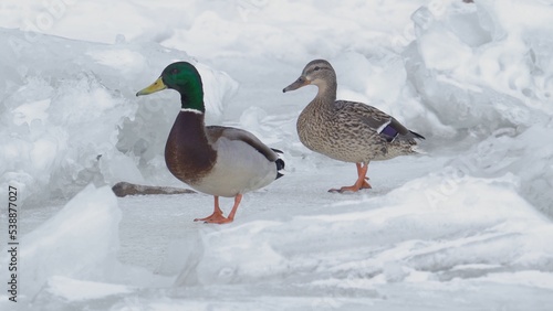 A group of wild mallards ducks and drakes roam and slide across the ice of a frozen river in search of food. Survival of wild ducks in the wildlife in cold weather.