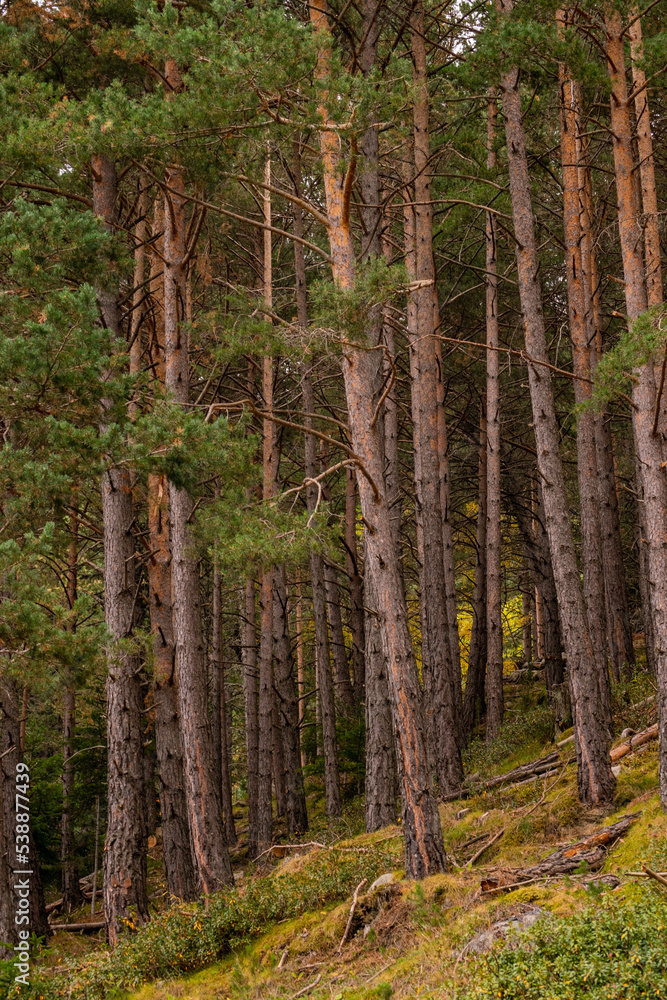 Andorra Engolasters. Montañas de los Pirineos. En la cima de los colores del follaje de otoño. Andorra Engolasters. Montañas de los Pirineos. En la cima de los colores del follaje de otoño.