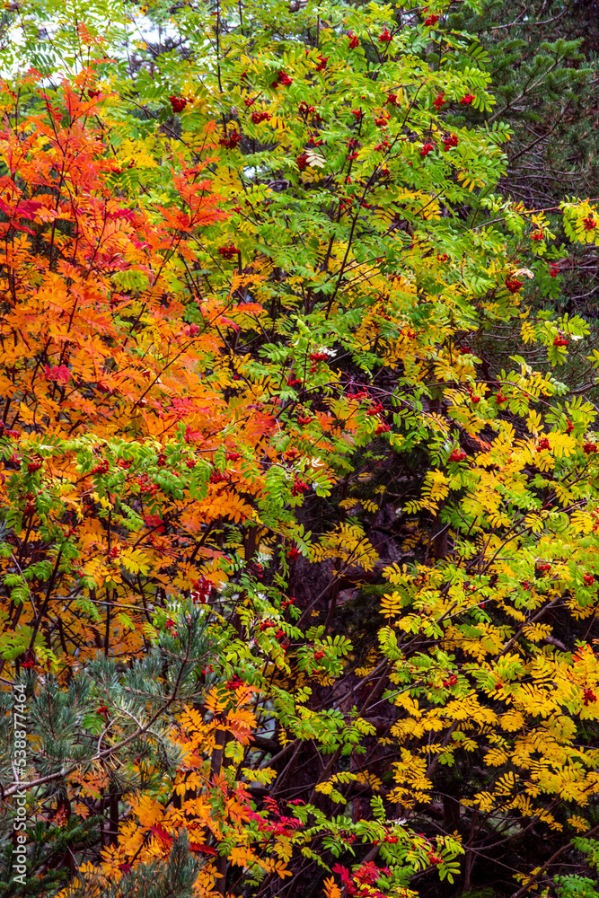 Andorra Engolasters. Montañas de los Pirineos. En la cima de los colores del follaje de otoño. Andorra Engolasters. Montañas de los Pirineos. En la cima de los colores del follaje de otoño.