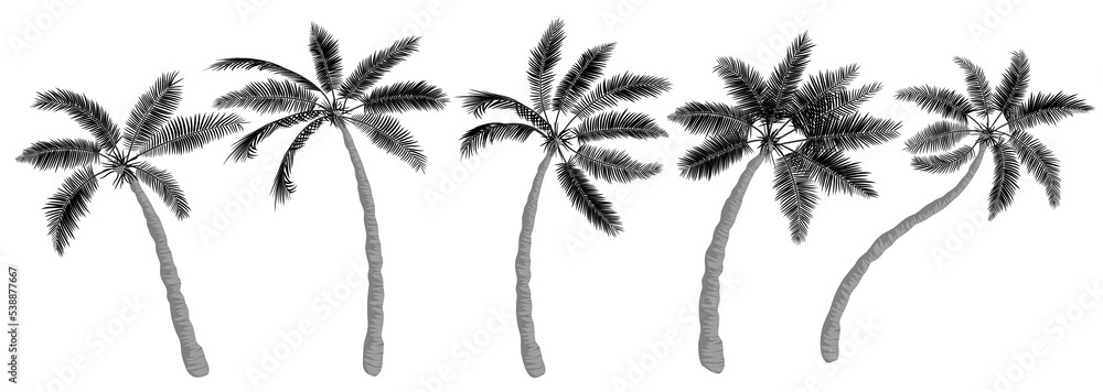 Tropical palms set. Trees silhouette, realistic flat drawing, trunk, leaves, different shapes. Icon template for banner, poster, flyer design. Vector illustration isolated on white background. Tropical palms set. Trees silhouette, realistic flat drawing, trunk, leaves, different shapes. Icon template for banner, poster, flyer design. Vector illustration isolated on white background.