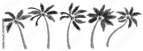 Tropical palms set. Trees silhouette  realistic flat drawing  trunk  leaves  different shapes. Icon template for banner  poster  flyer design. Vector illustration isolated on white background.