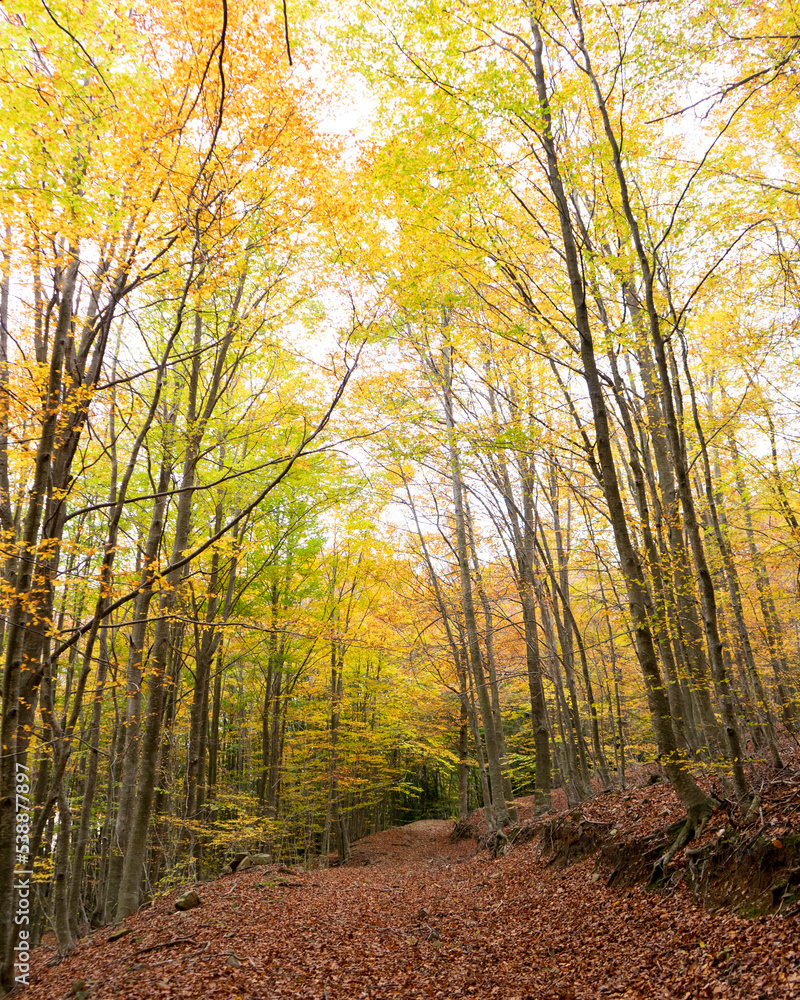 Fototapeta premium autumn forest in the morning