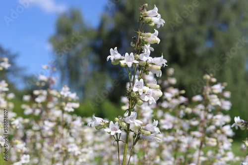The blossoms of the wildflower amooth beard tongue. Penstemon digitalis.