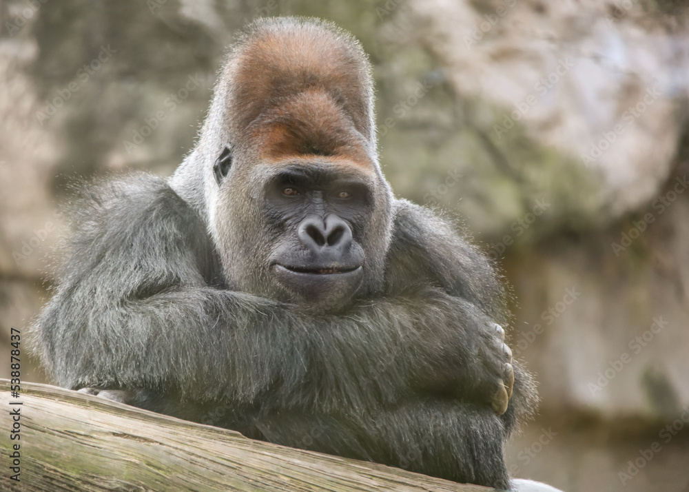 Obraz premium An old male gorilla smiles condescendingly at the camera.