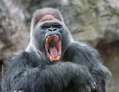 Adult alpha male gorilla yawns irritably, showing dangerous fangs and teeth.