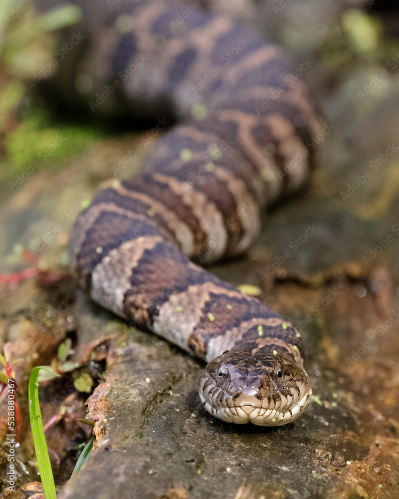 Fototapeta premium Northern Watersnake basking on a log - Pinery Provincial Park, Ontario, Canada