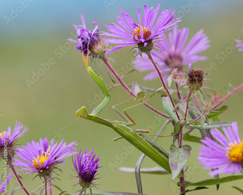 Фотография Praying Mantis on a New England Aster waiting to ambush its prey - Ontario, Cana