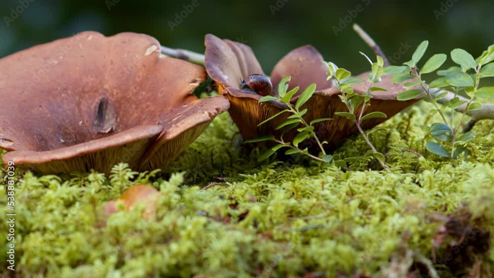 Edible mushroom in the forest.
Autumn forest, berries and mushrooms grow on moss. Hike in the forest for mushrooms. Edible mushroom in the forest.
Autumn forest, berries and mushrooms grow on moss. Hike in the forest for mushrooms.