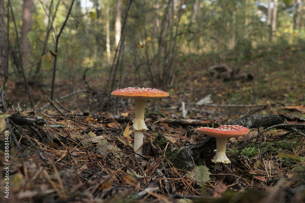 Red Fly Amanita Mushroom in a forest during fall. Red Fly Amanita Mushroom in a forest during fall.