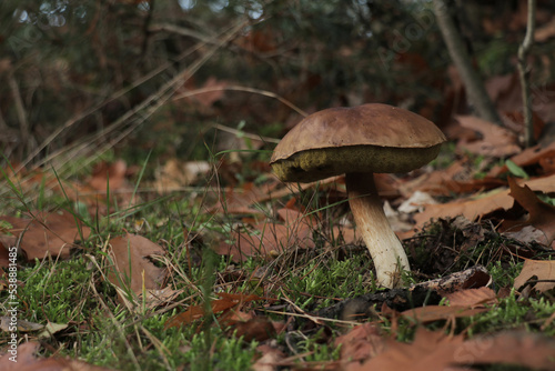 Brown Porcini Mushroom in a forest during fall.