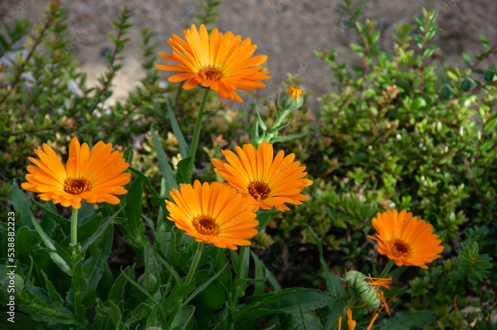 A group of four orange gerber flowers in the green leafy background A group of four orange gerber flowers in the green leafy background