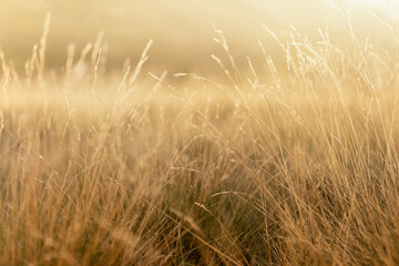 Autumn alpine meadow with yellow fluffy dry grass on tussocks in golden sunlight at sunset closeup with blur. Idyllic gentle herbal background of wild nature countryside.