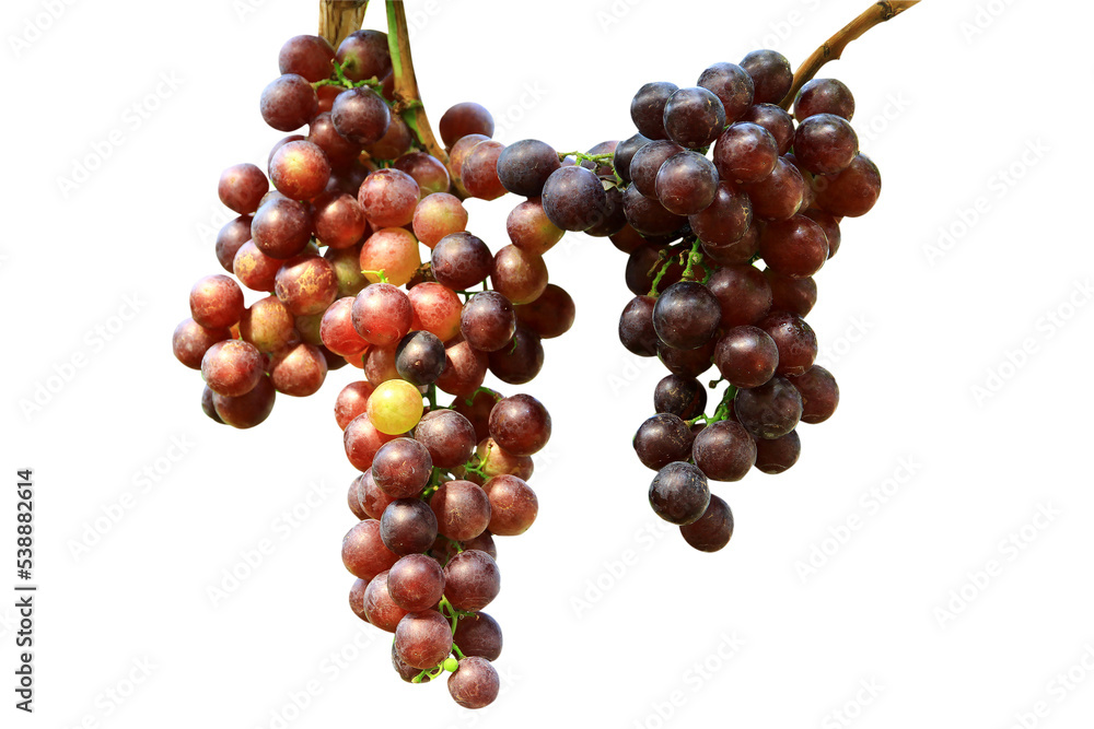 Fototapeta premium two large bunches of grapes delicious sweet fruit isolated on white background.
