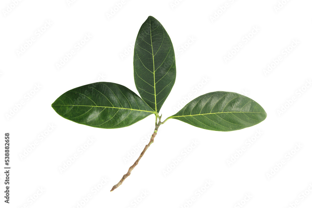 Obraz premium dark green fresh leaves isolated on white background.