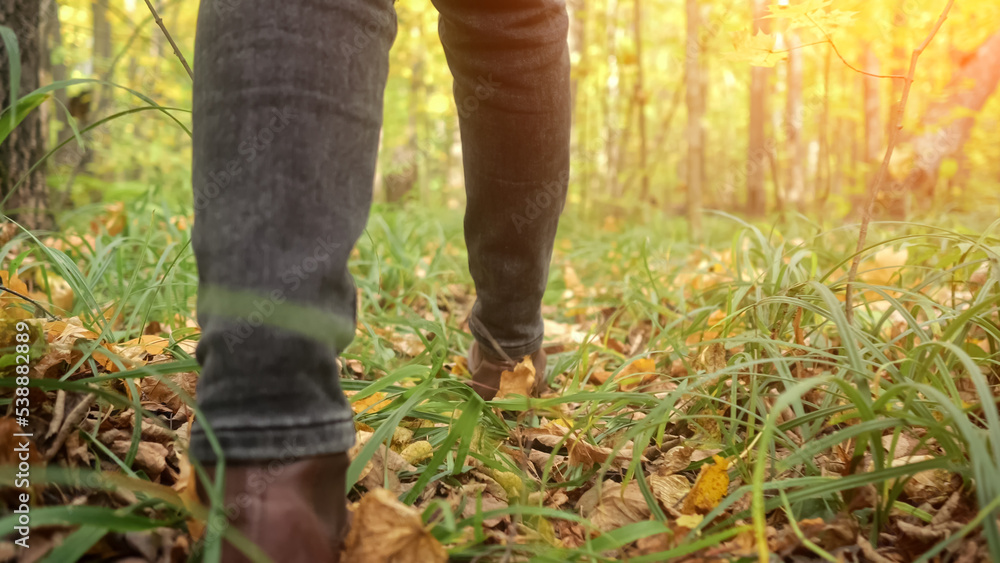 Hiker walks among fallen leaves with red and brown colours covering ground in autumn forest. Adult legs in boots hiking among trees on nasty day Hiker walks among fallen leaves with red and brown colours covering ground in autumn forest. Adult legs in boots hiking among trees on nasty day