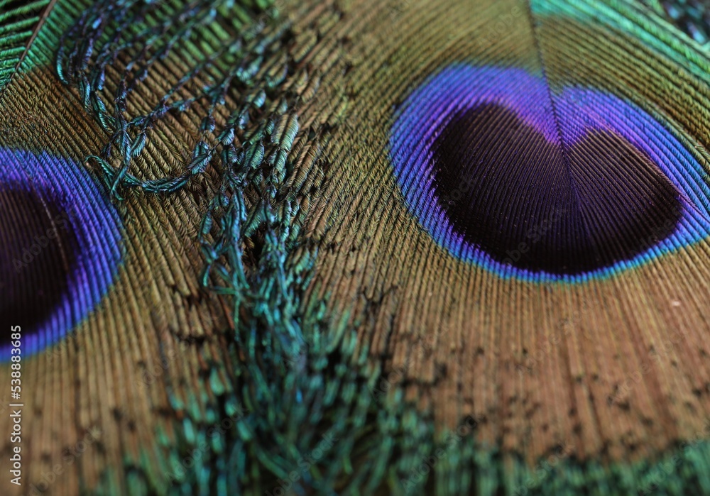 Fototapeta premium Peacock feather closeup. Feather isolated.