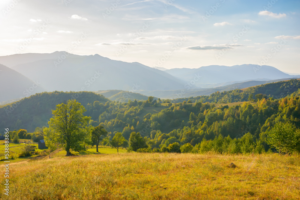 Obraz premium carpathian countryside landscape at sunset. grassy rural pastures and forested slopes in evening light. warm autumn weather with fluffy clouds on the bright blue sky