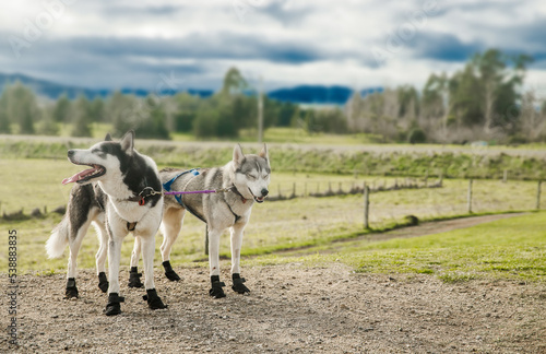 purebred siberian husky dog outdoors