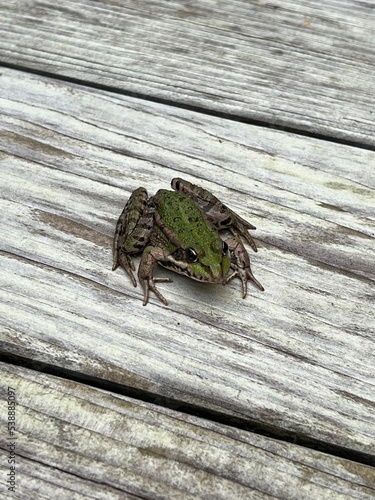 frog on wood