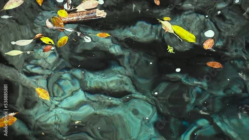 floating fallen leaves on the clear river water 2