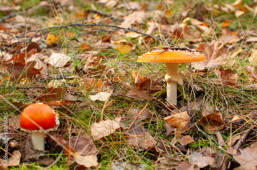 The red mushroom. Amanita Muscaria. Autumn mushroom. Toadstool. Close-up