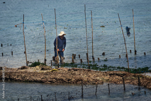 Planting seaweed in Nusa Ceningan photo