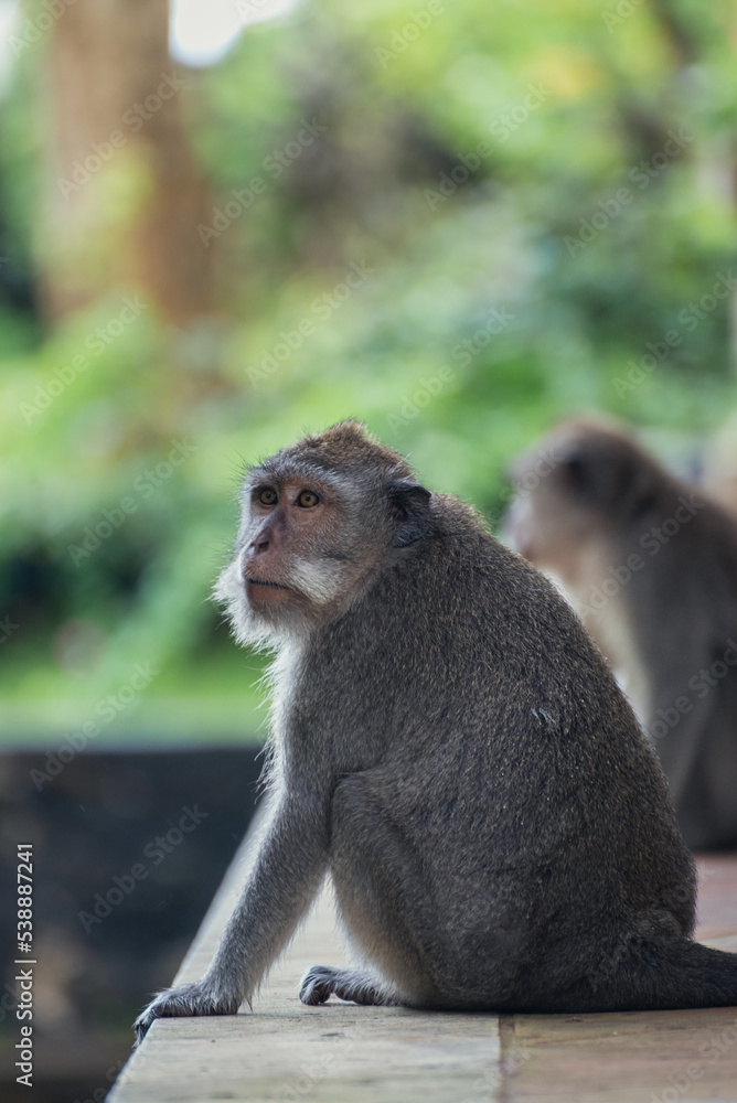 Monkey at temple in Bali, Munduk