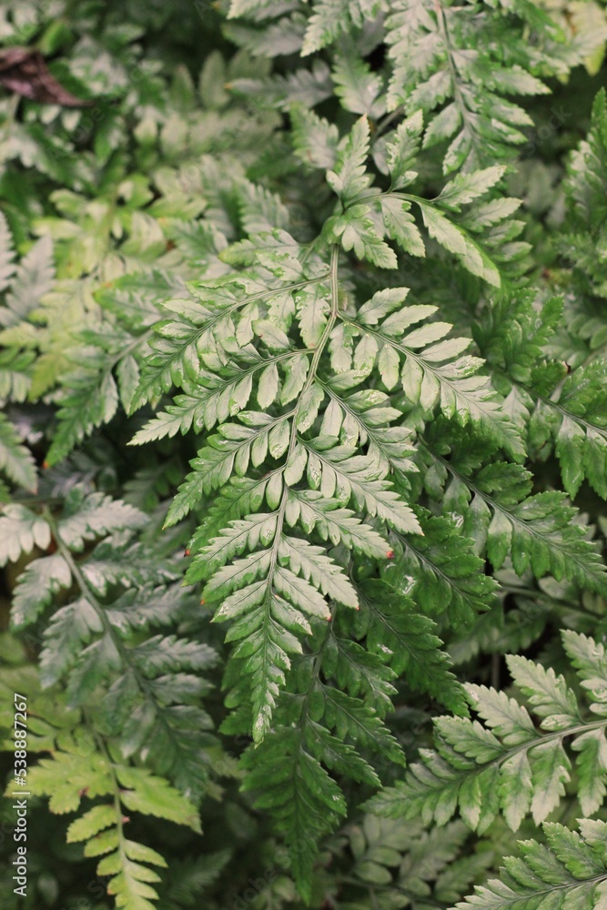 fern leaves fern leaves