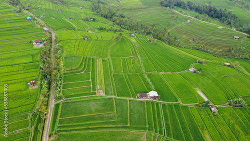 Ubud rice fields from above with drone photo