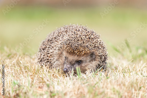 hedgehog on the grass....