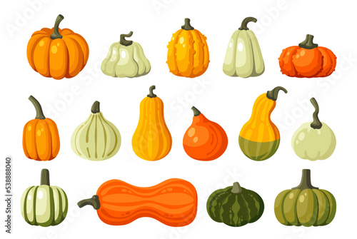 Pumpkins, squash realistic set. Fall harvest gourds. Colorful pumpkin orange, yellow, white green