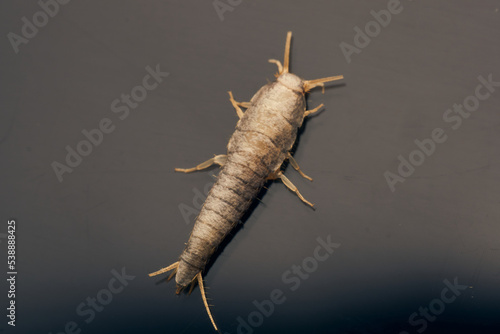 Details of a brown insect with scales. Lepismatidae photo