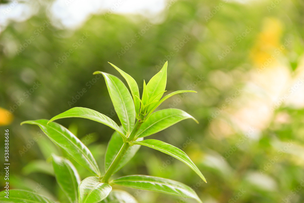 Fototapeta premium Natural fresh green leaves provide fresh air at the park.