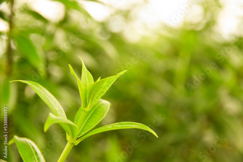 Natural fresh green leaves provide fresh air at the park.