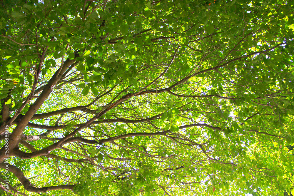 Fototapeta premium Green leaf and branch on the tree in the garden.A branch in a park.Refreshing and beautiful nature.